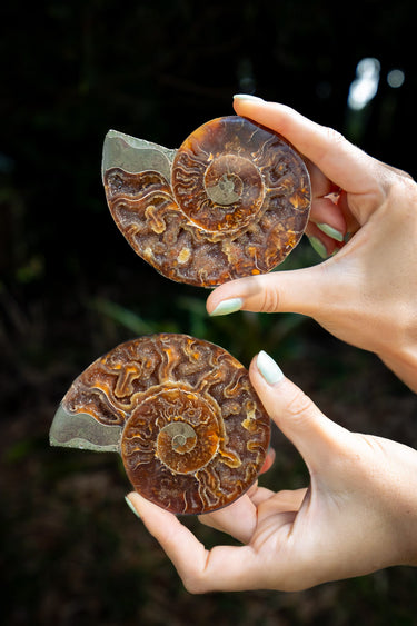 Ammonite Pair